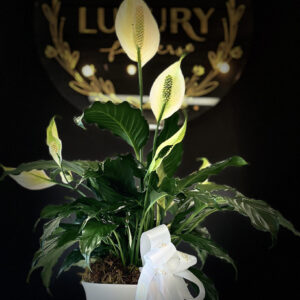 Peace Lily Plant