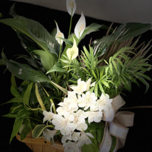 The Dish Garden Plant Basket is a timeless gift, perfect for sympathy, birthdays, or any occasion, bringing beauty, peace, and lasting comfort.