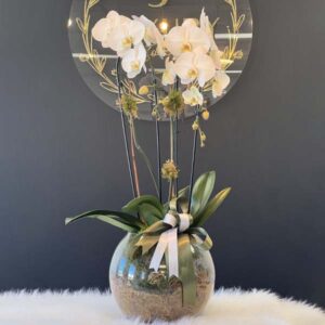 Two-Stem White Orchid